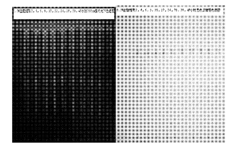 Method for preparing sinomenine hydrochloride cataplasma