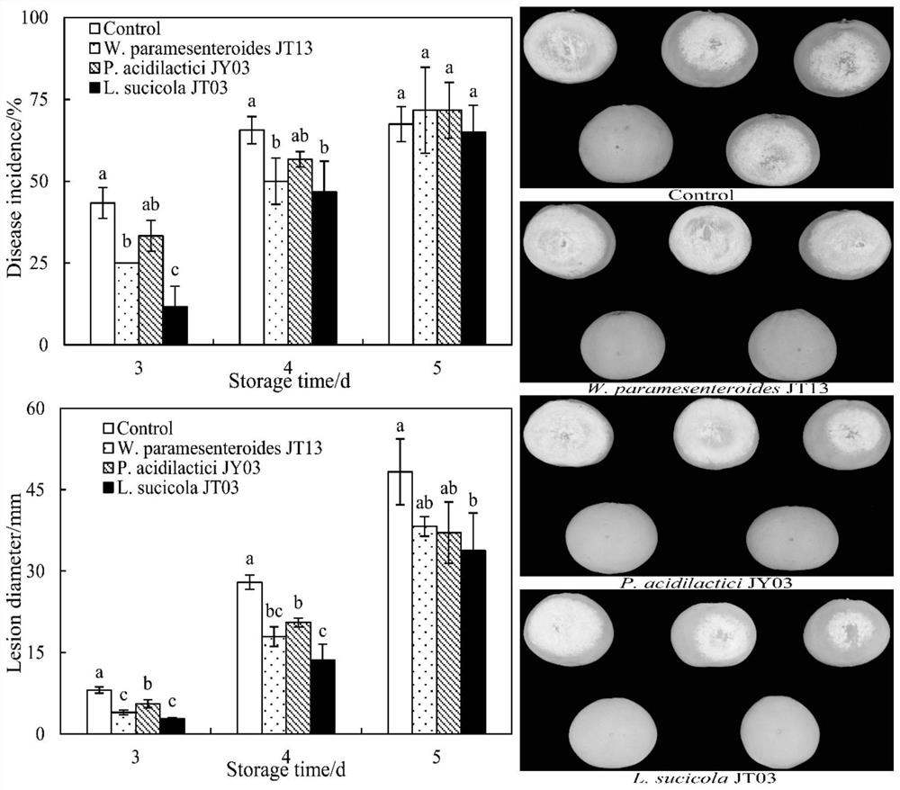 A lactic acid bacterium lactobacillus sucicola and its application