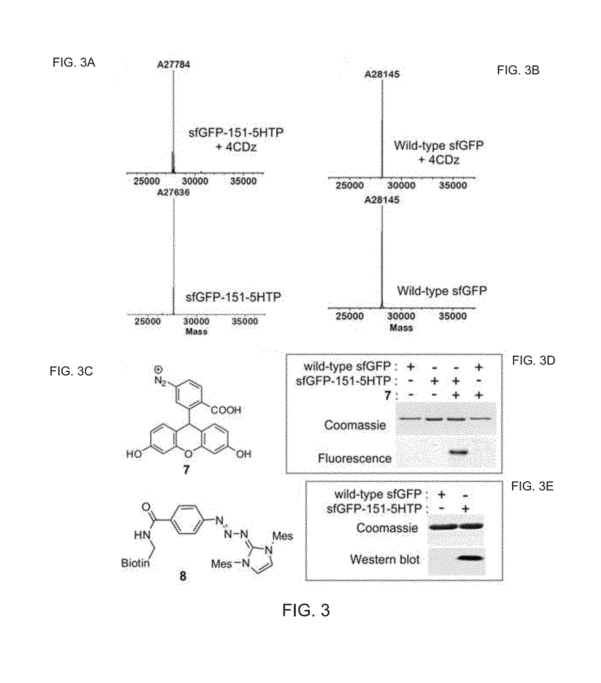 Chemoselective Rapid Azo-Coupling Reaction for Bioconjugation