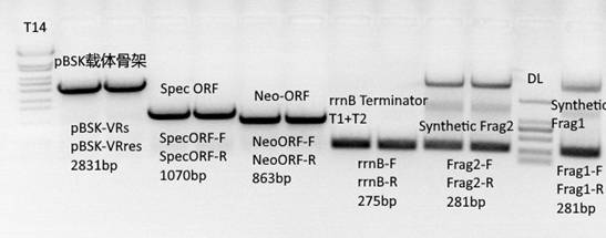 Method for Regulating Gene Expression Using Recombinase