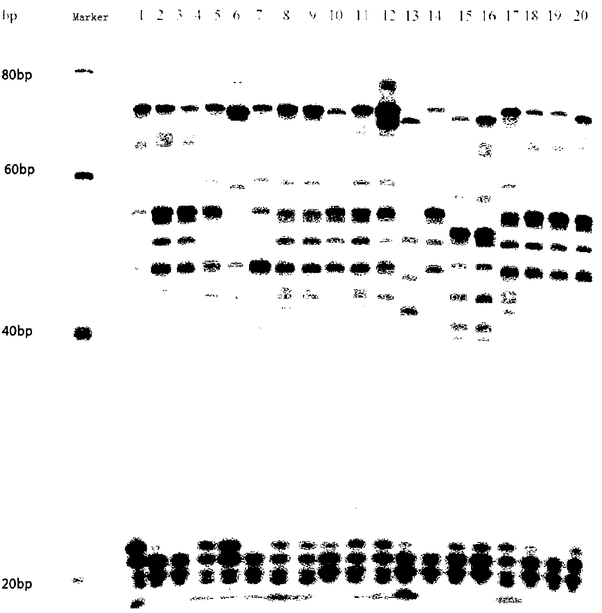 Method for detecting mycobacterium tuberculosis rpoB mutant genes