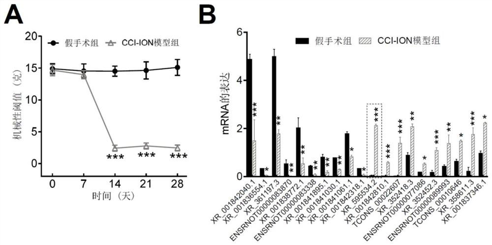 Application of lncrna XR_595534.2 in the preparation of drugs for the treatment or prevention of chronic pain