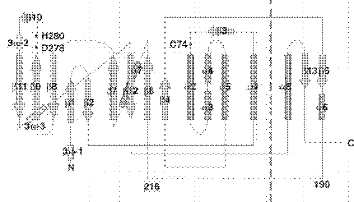 Polypeptide for detecting activity of ATG4B (Autophagy-related protein 4B) in living cell and application thereof