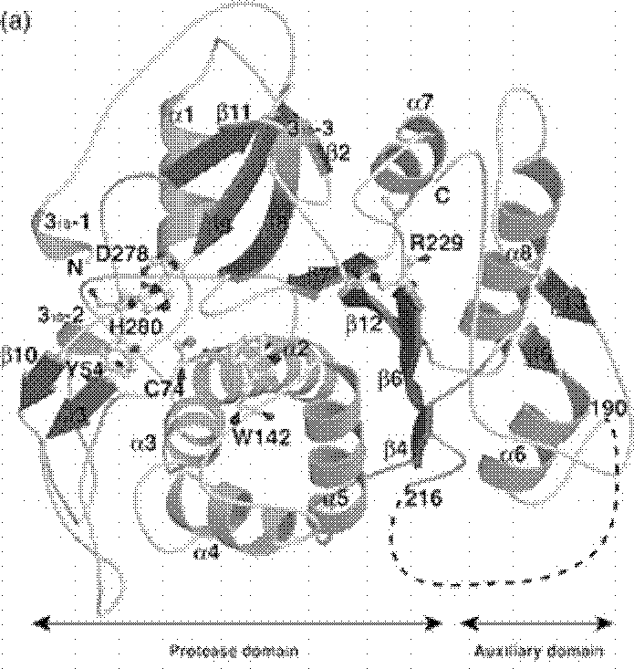 Polypeptide for detecting activity of ATG4B (Autophagy-related protein 4B) in living cell and application thereof