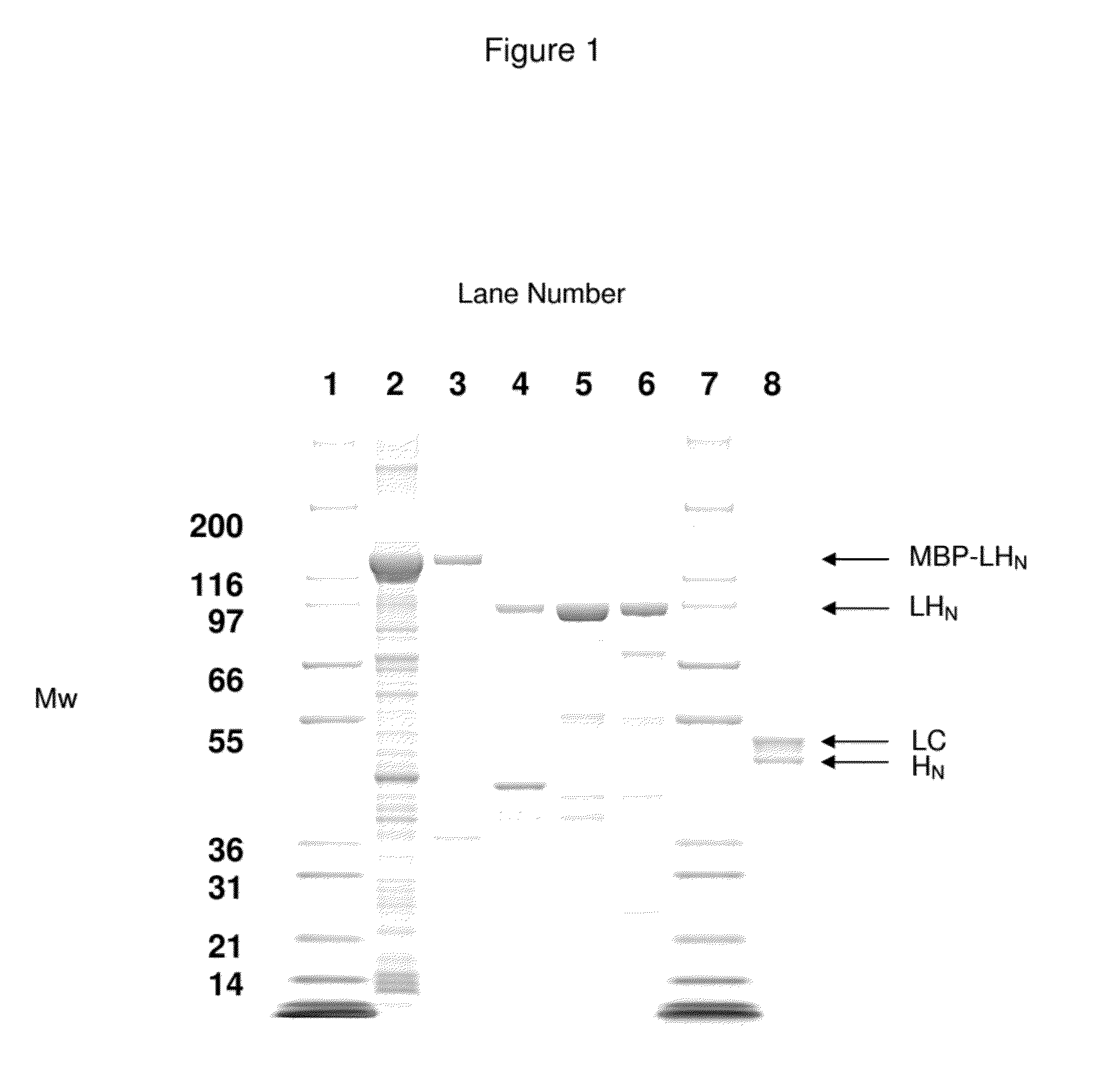 Non-cytotoxic protein conjugates