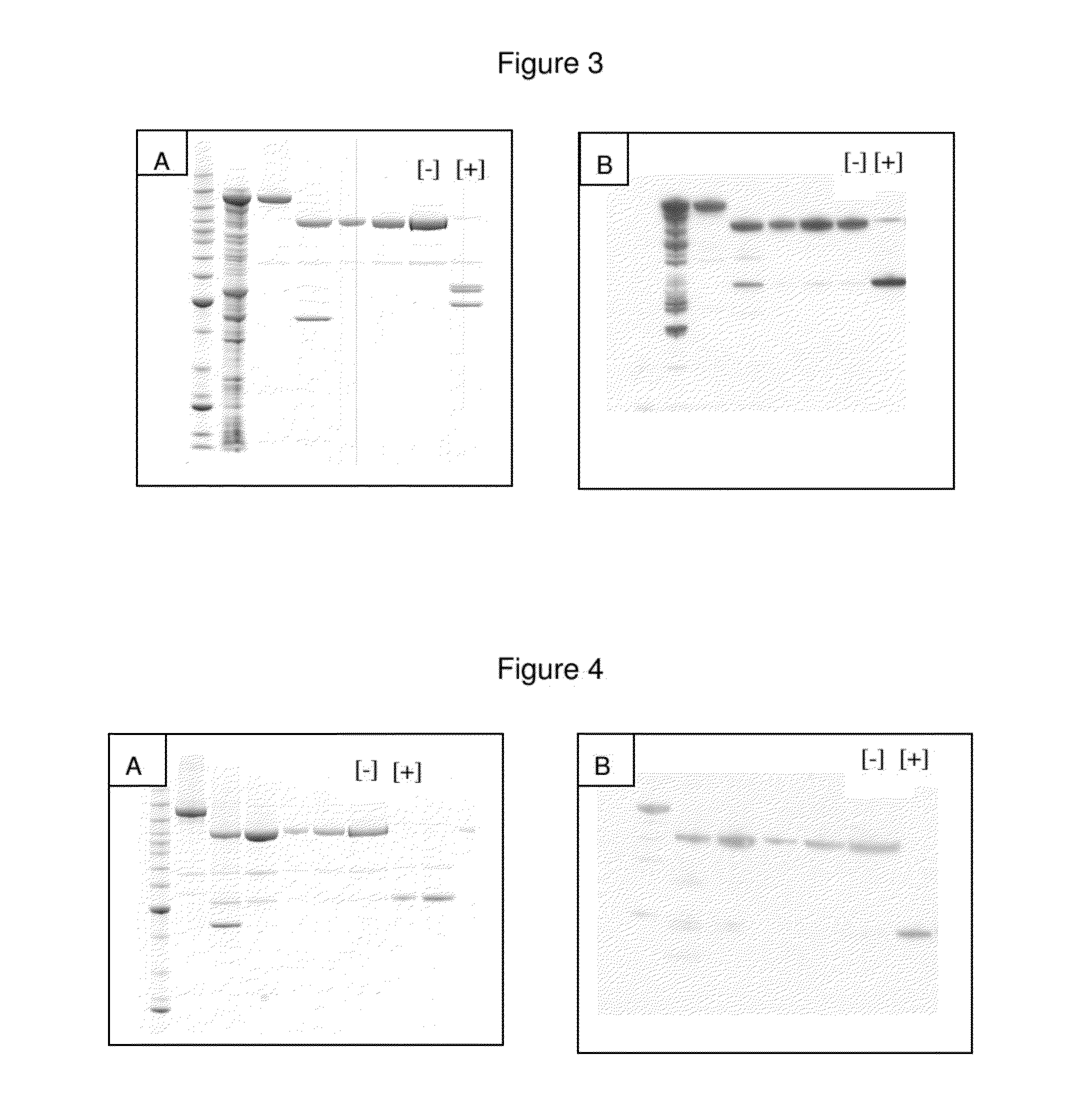 Non-cytotoxic protein conjugates