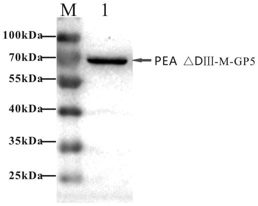 Subunit vaccine for porcine reproductive and respiratory syndrome as well as preparation method and application of subunit vaccine