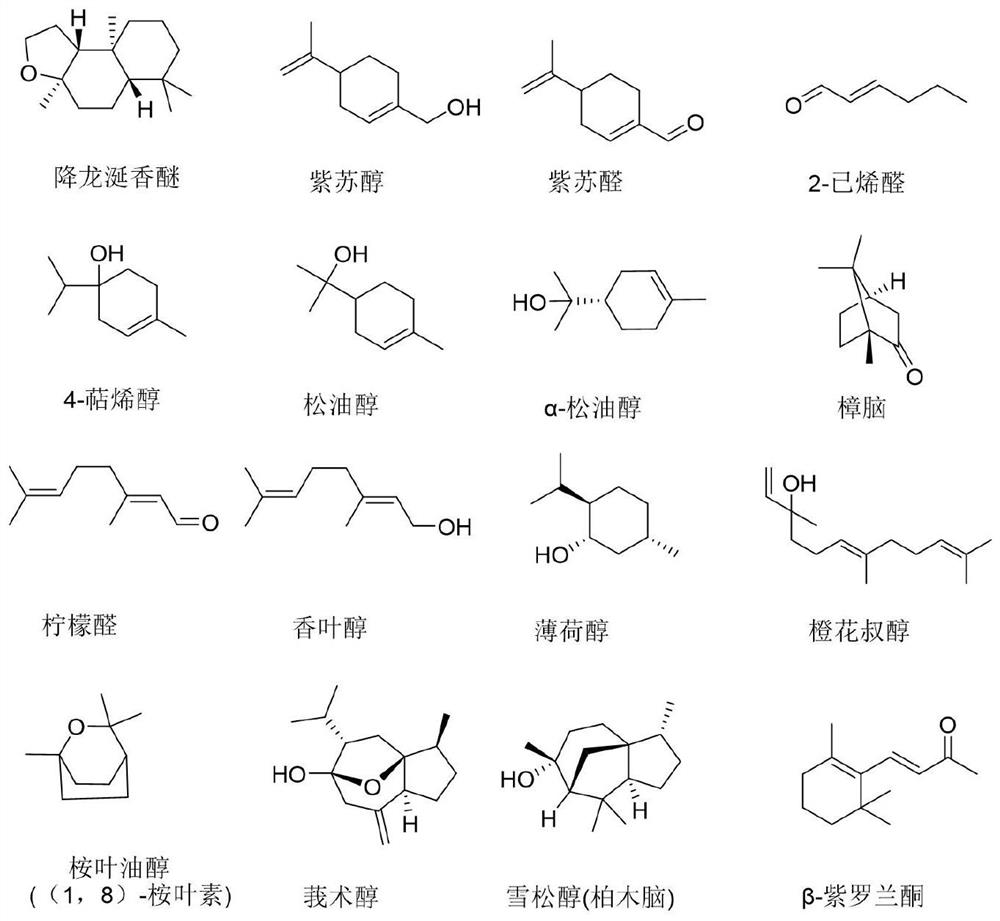 Application of composition containing cryptolepine analogue and small molecule terpene compound in prevention and treatment of plant diseases