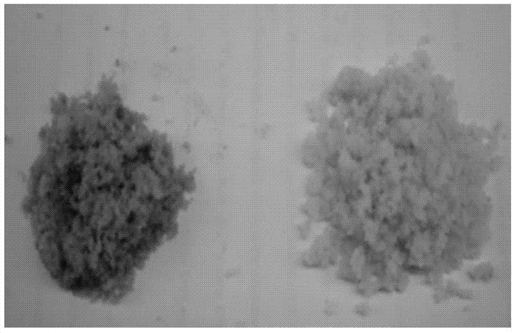 Method for effectively suppressing initial-stage browning phenomenon of liquorice cell suspension culture