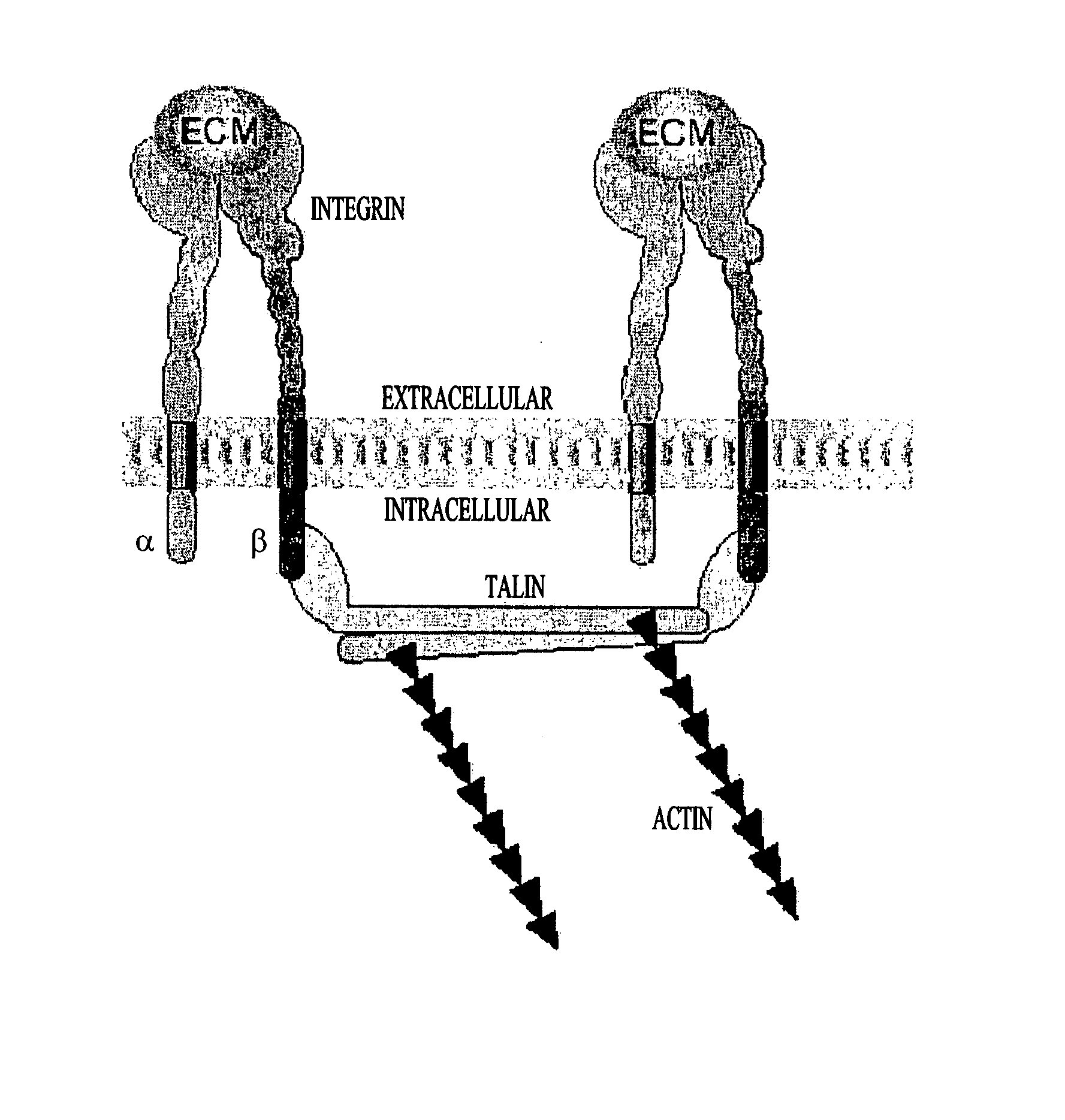 Devices and methods for measuring nanometer level binding reactions