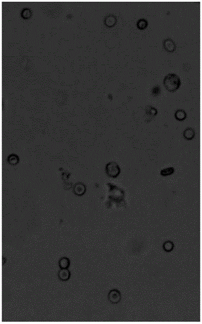 Method for extracting cells from night soil microscopic image