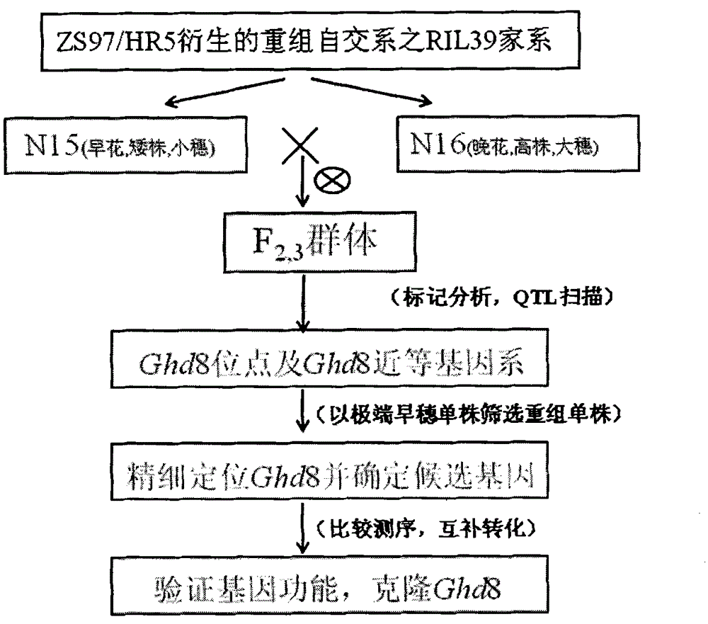 Clone and application of pleiotropic gene Ghd8 for controlling yield, florescence and plant height of rice grain