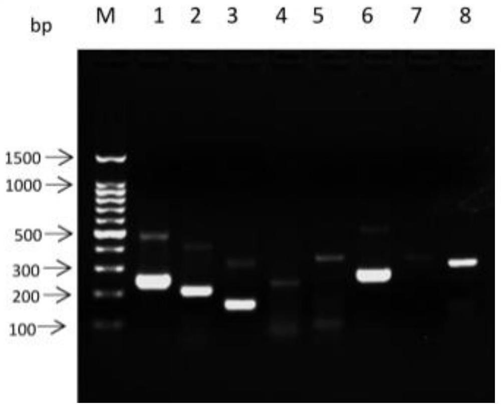 Primer combination, and detection reagent or kit for anisakis