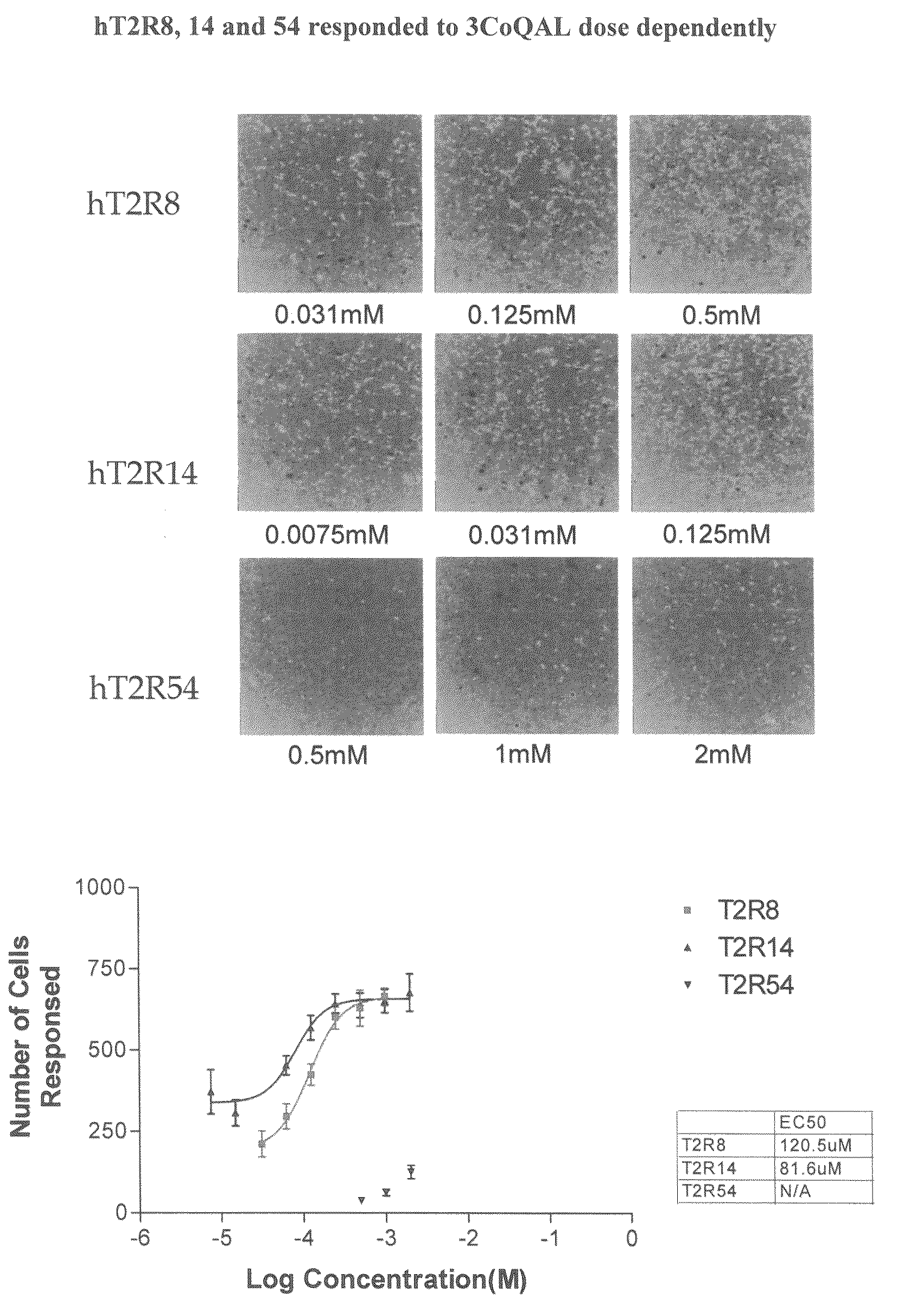 Assays which screen for compounds that modulate bitter taste of chlorogenic lactone compounds