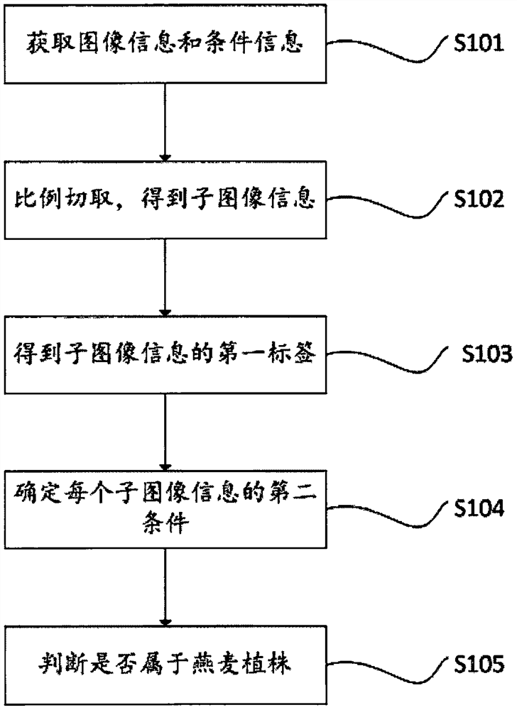 Oat plant identification method and device