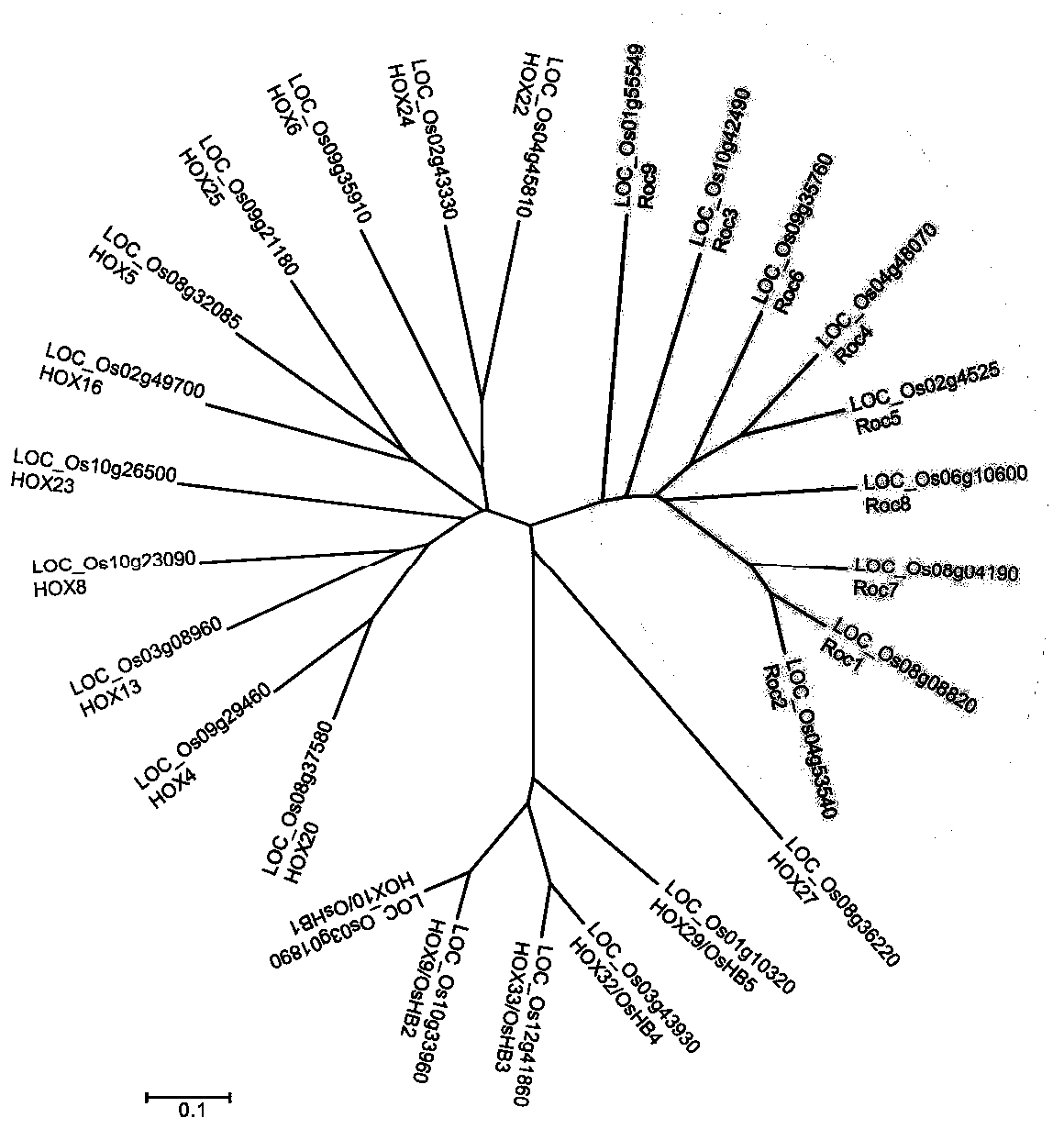 Plant leaf curl related protein OsRoc8 and coding gene and application of OsRoc8