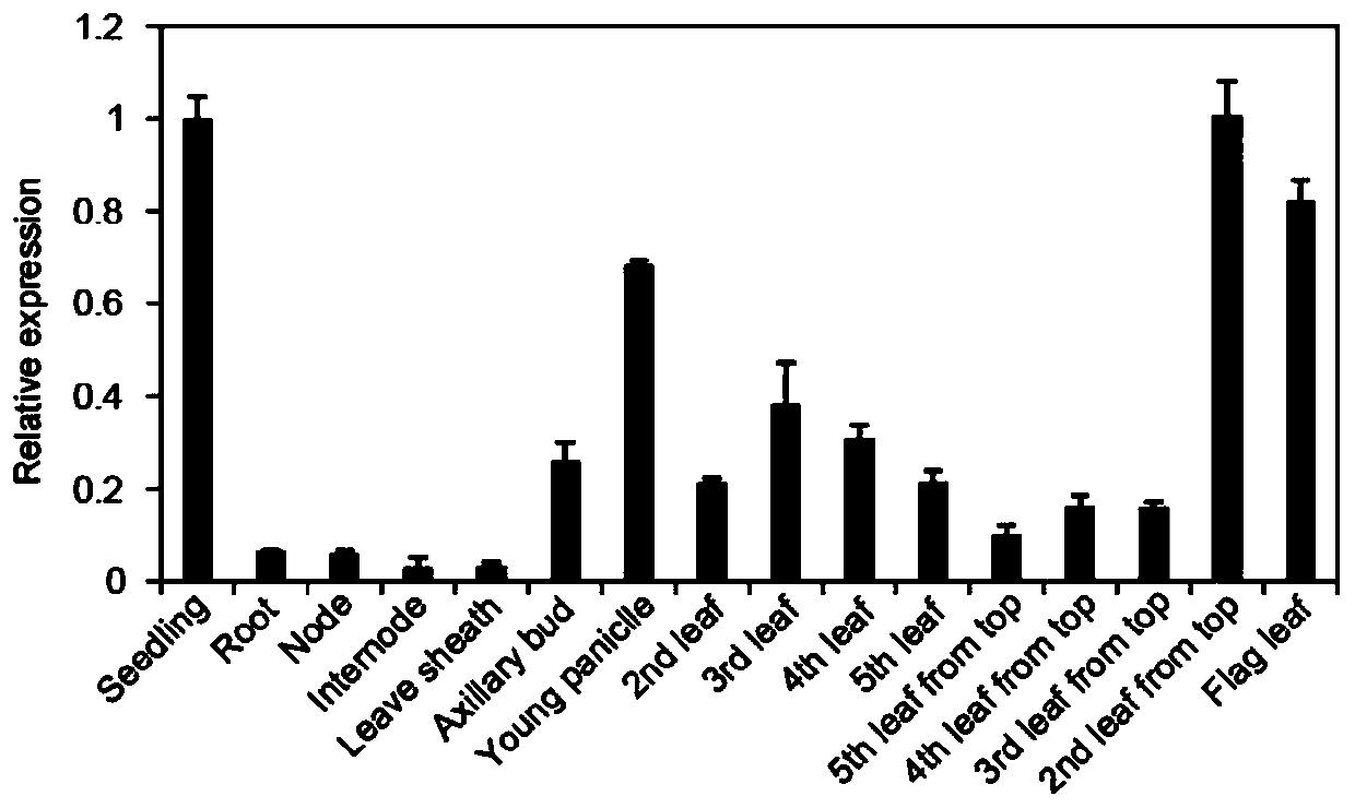 Plant leaf curl related protein OsRoc8 and coding gene and application of OsRoc8