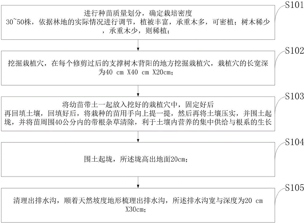 A method for planting threeleafakebia in imitated wild cultivation