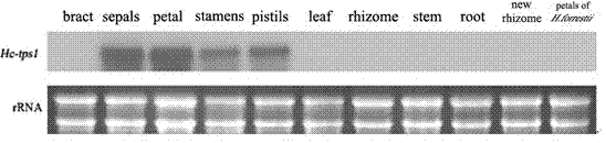 Terpene fragrance gene Hctps1 from hedychium coronarium and use thereof