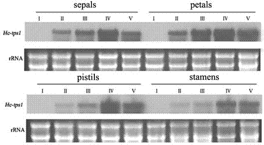 Terpene fragrance gene Hctps1 from hedychium coronarium and use thereof