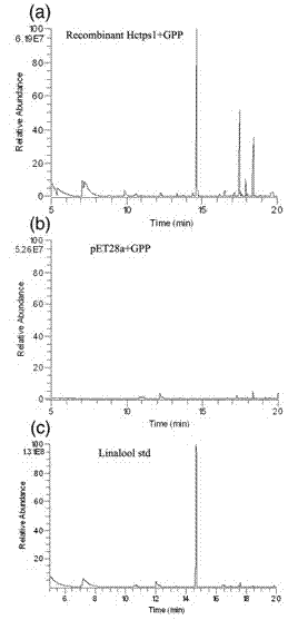 Terpene fragrance gene Hctps1 from hedychium coronarium and use thereof