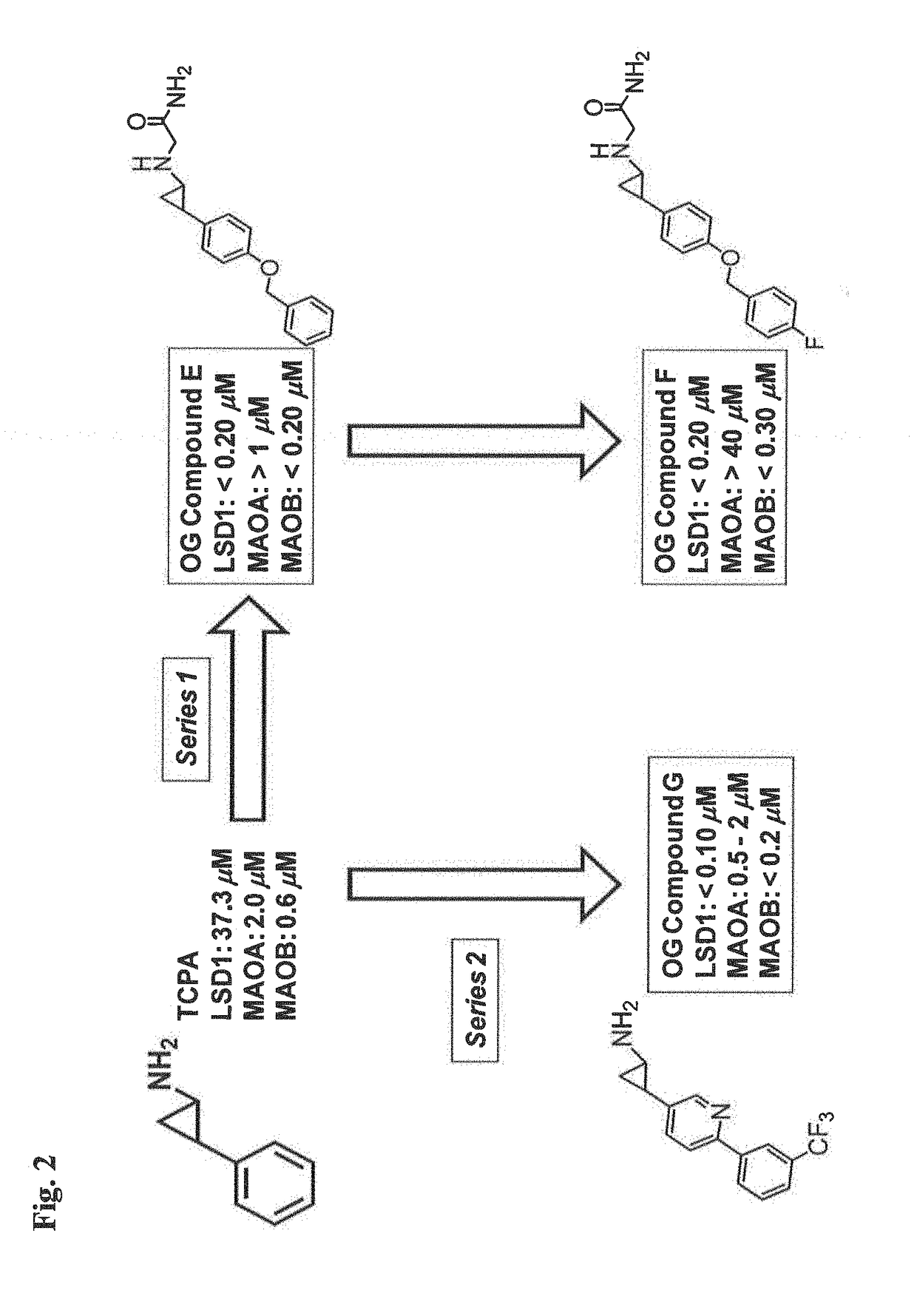 Lysine demethylase inhibitors for diseases and disorders associated with Flaviviridae