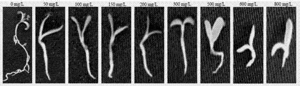 Screening method for glyphosate-resisting medicago sativa plants