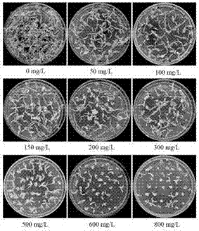 Screening method for glyphosate-resisting medicago sativa plants