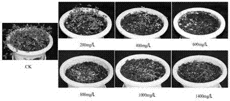 Screening method for glyphosate-resisting medicago sativa plants