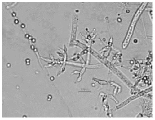 Trichoderma harzianum TW21990 for preventing and treating gray mold of leek and application of trichoderma harzianum TW21990