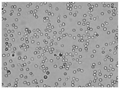 Trichoderma harzianum TW21990 for preventing and treating gray mold of leek and application of trichoderma harzianum TW21990