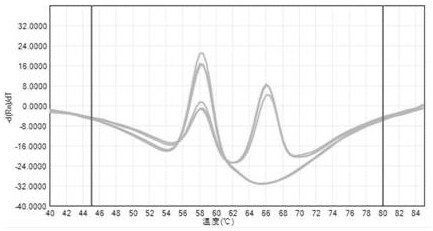 Probe, primer and kit for detecting gene polymorphism of tacrolimus individualized medication