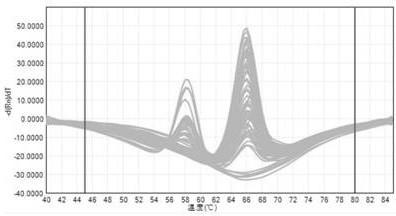 Probe, primer and kit for detecting gene polymorphism of tacrolimus individualized medication