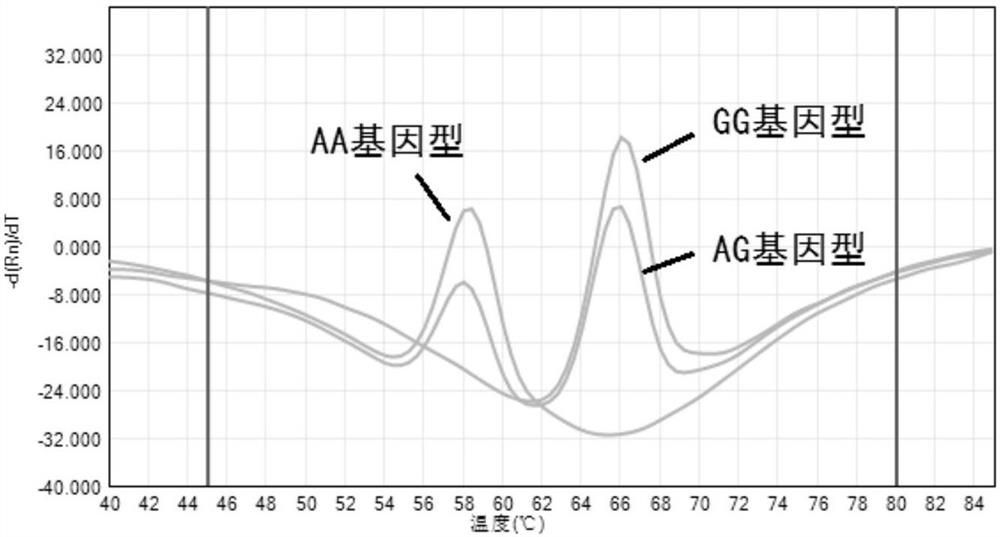 Probe, primer and kit for detecting gene polymorphism of tacrolimus individualized medication