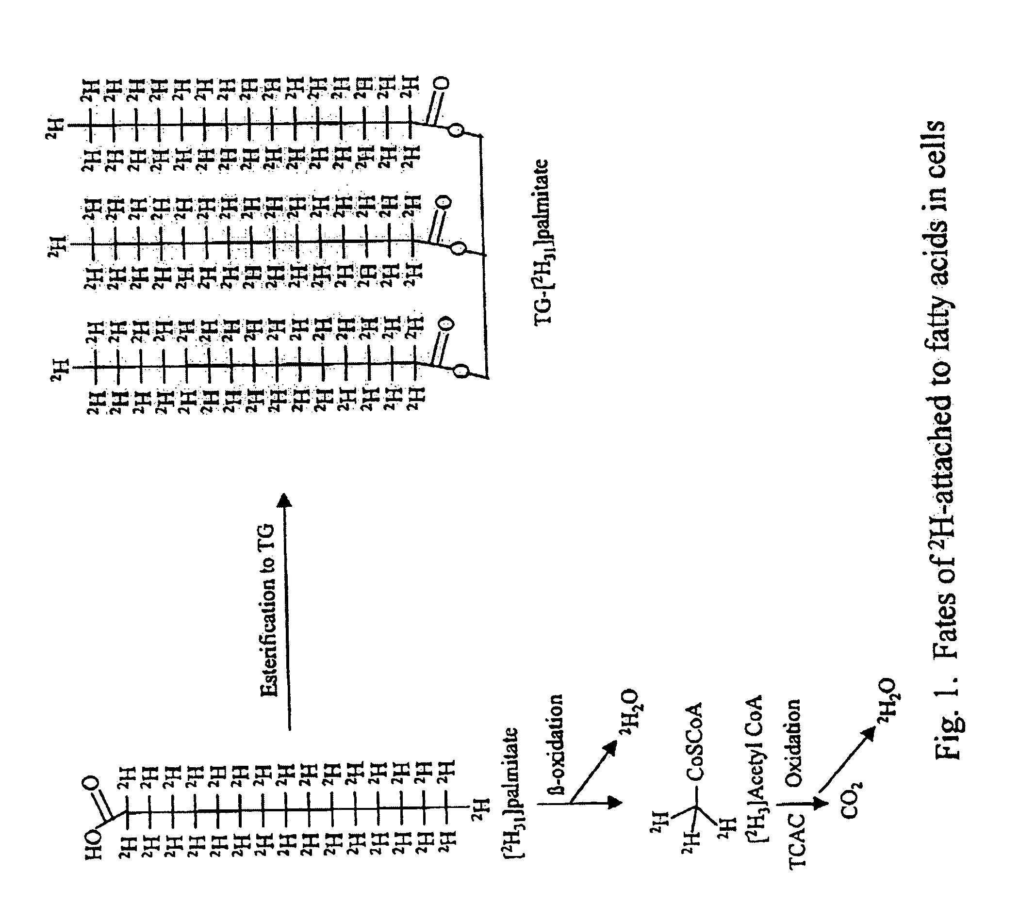 Methods for determining the metabolism of sugars and fats in an individual