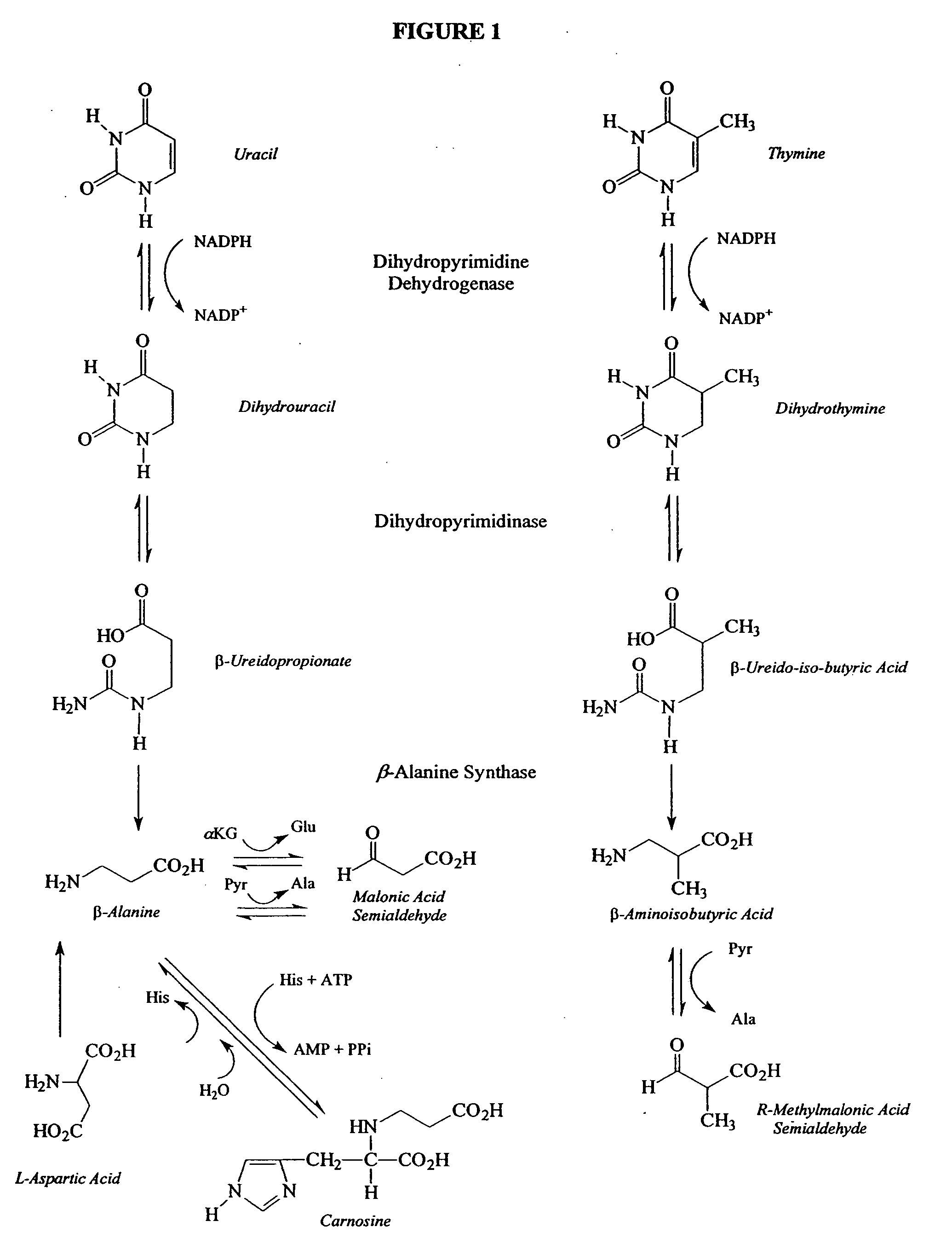 Diagnostic methods for determining susceptibility to convulsive conditions