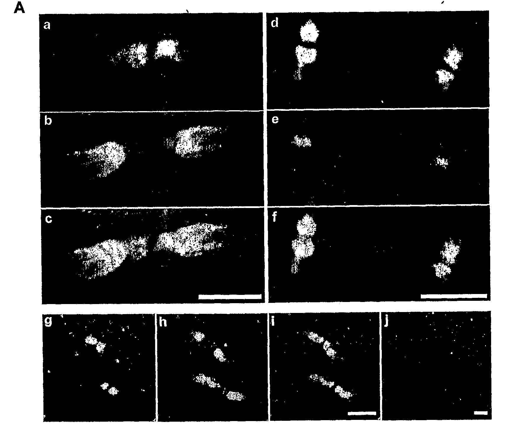 Materials and methods relating to treatment of injury and disease to the central nervous system