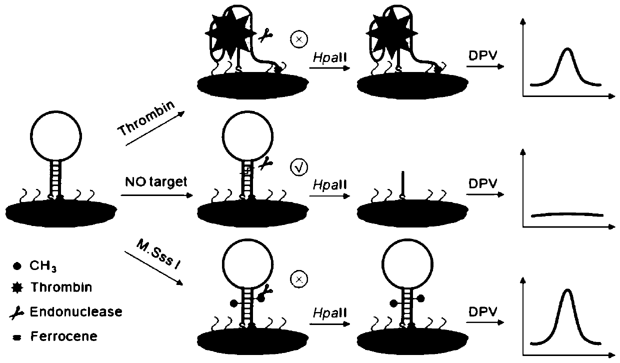 An aptamer probe for detecting two tumor markers, an electrochemical biosensor, its preparation method and application