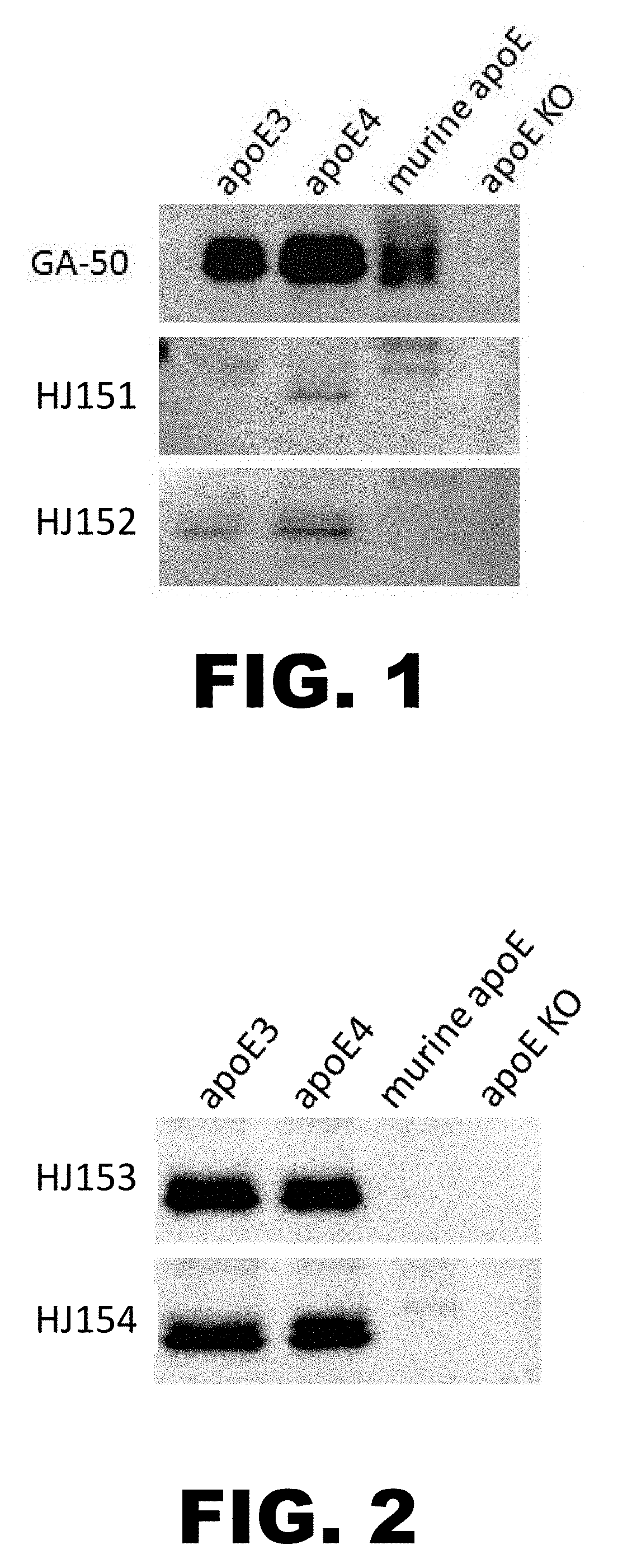 Anti-apoe antibodies