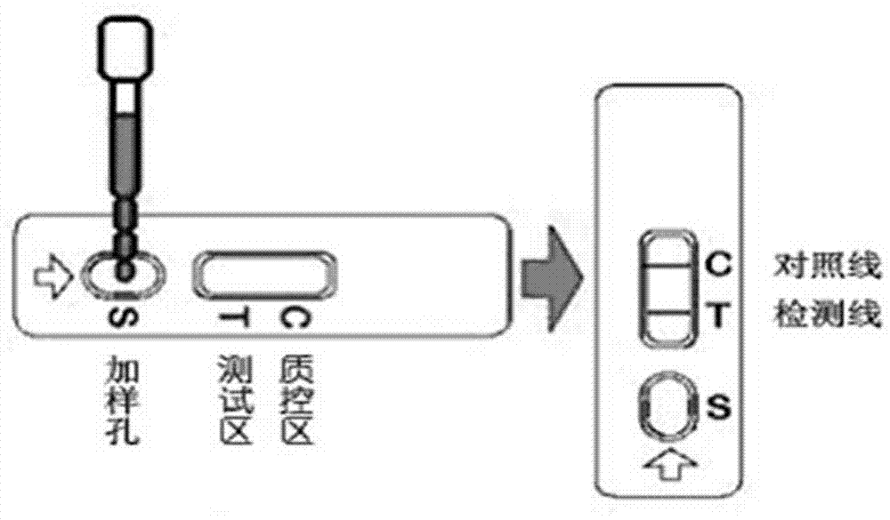 Preparation method of test strip for morphine detection and application thereof