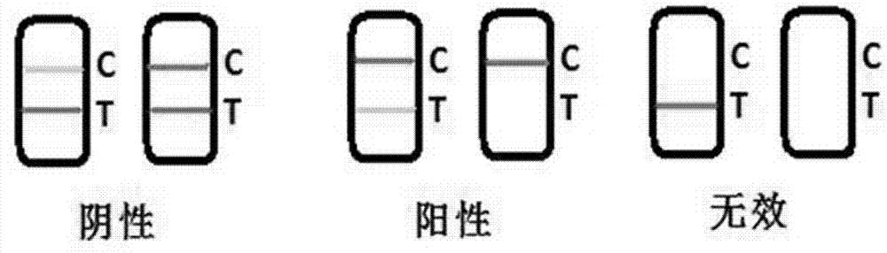 Preparation method of test strip for morphine detection and application thereof