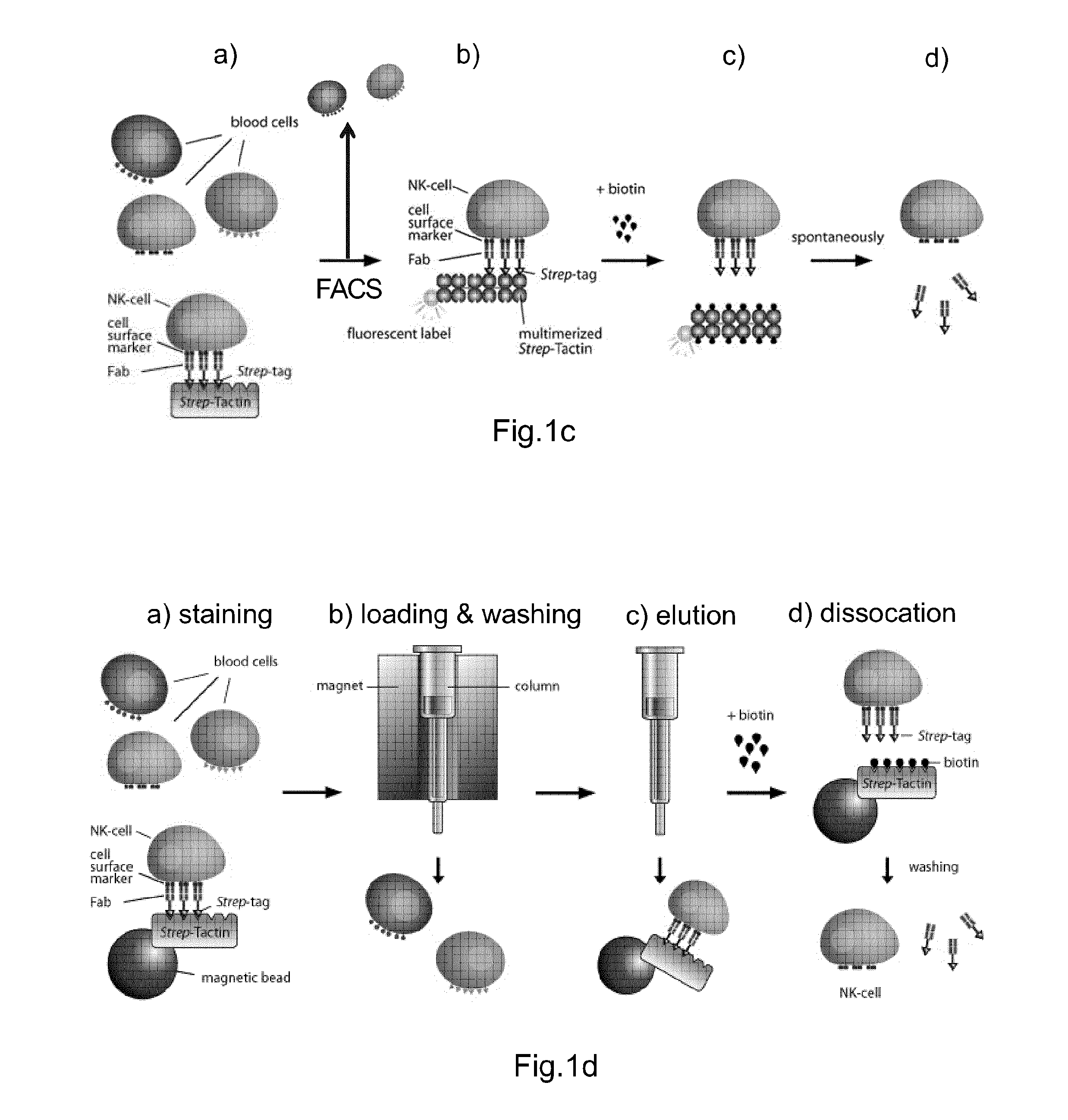 Method of reversibly staining a target cell