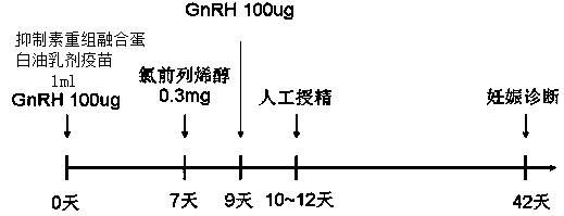 Method for promoting oestrus of cattle and increasing hybridization conception rate of cattle