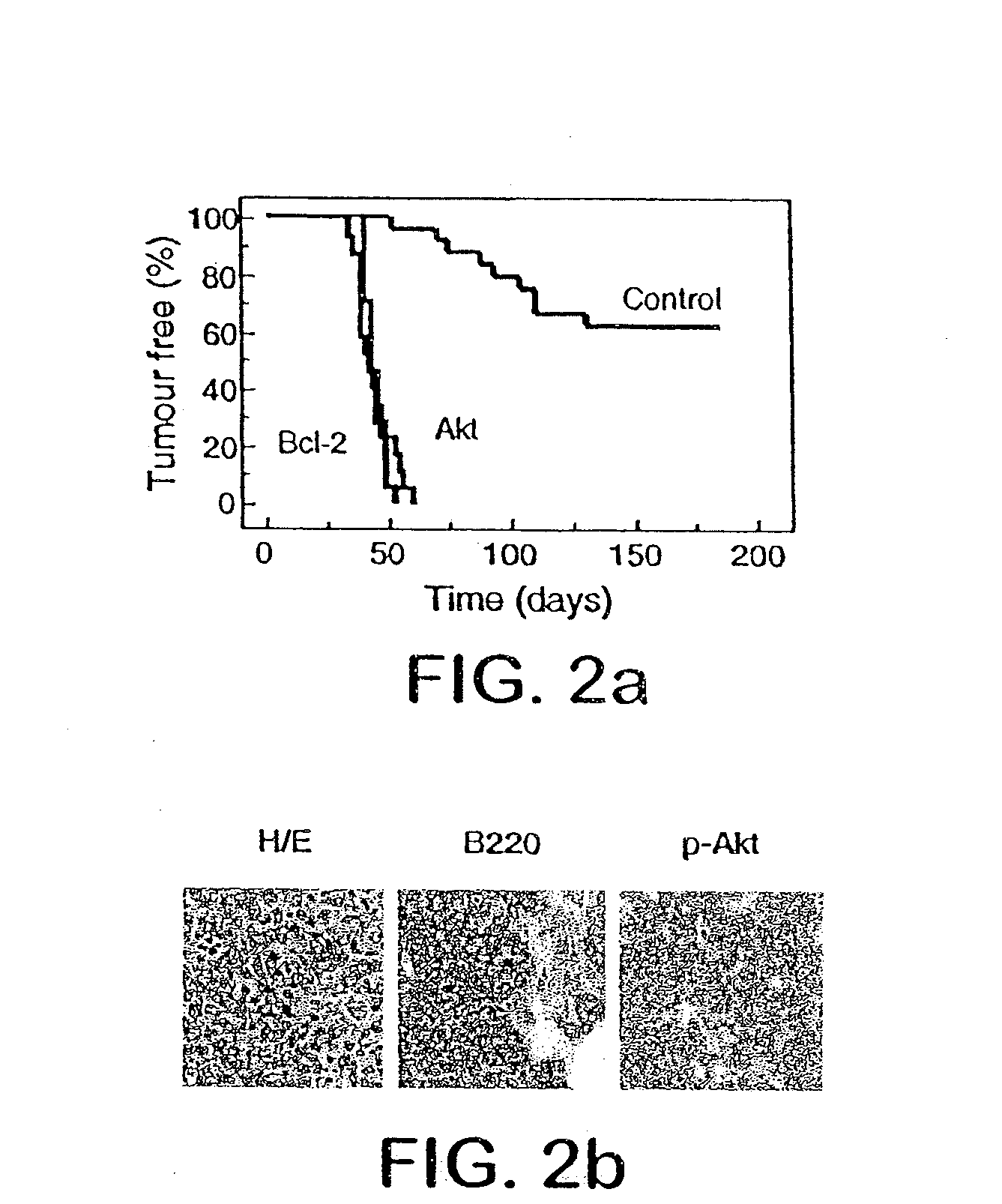 Model for studying the role of genes in chemoresistance