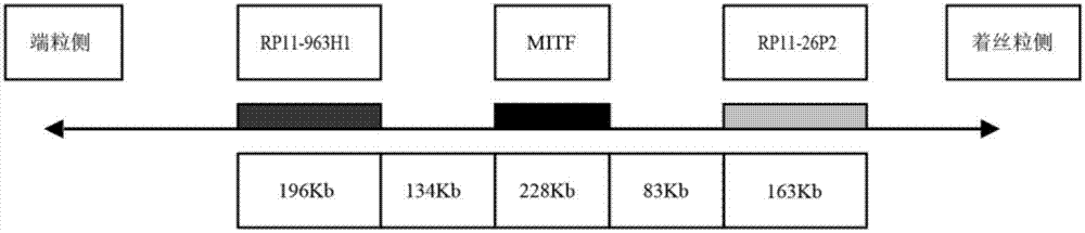 Separating probe combination for diagnosing MITF (Microphthalmia-associated Transcription Factor) translocation kidney cancer and application of separating probe combination