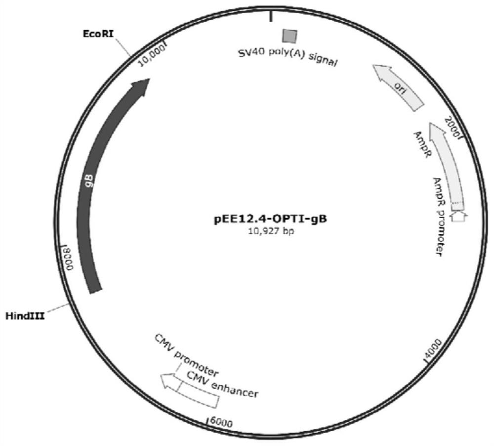 GB subunit recombinant protein of porcine pseudorabies virus, and preparation method and application of gB subunit recombinant protein