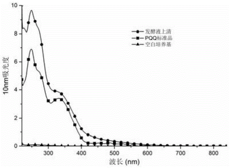 Oriented domestication and breeding of methylotrophic bacterium capable of producing pyrroloquinoline quinone at high yield