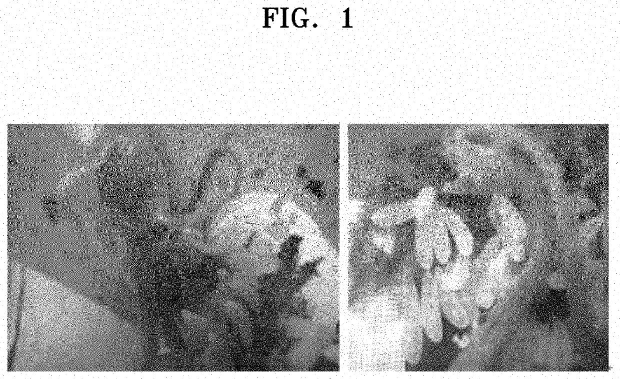 Peptides having octopus octopressin activity and use thereof