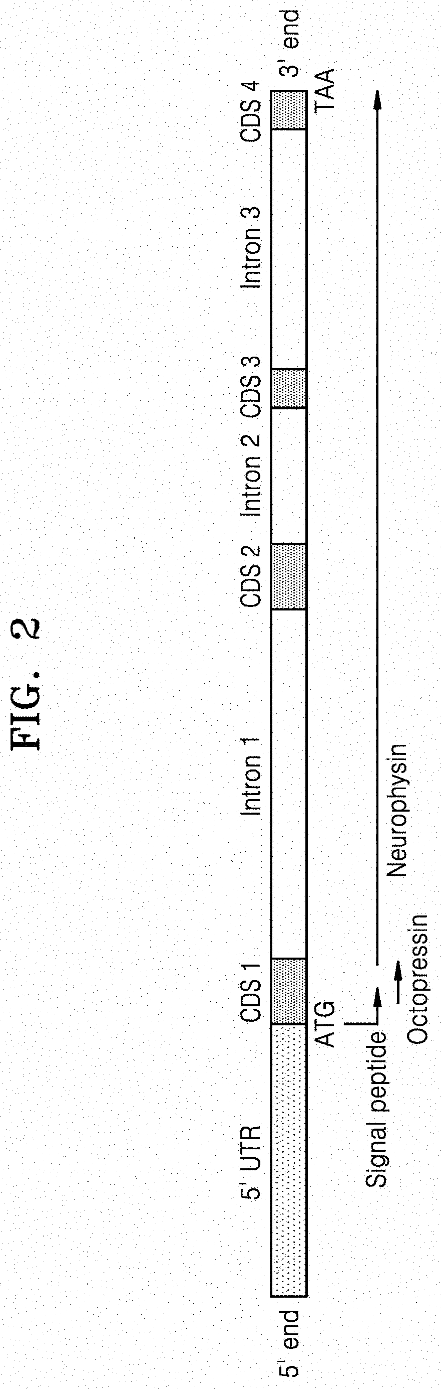 Peptides having octopus octopressin activity and use thereof