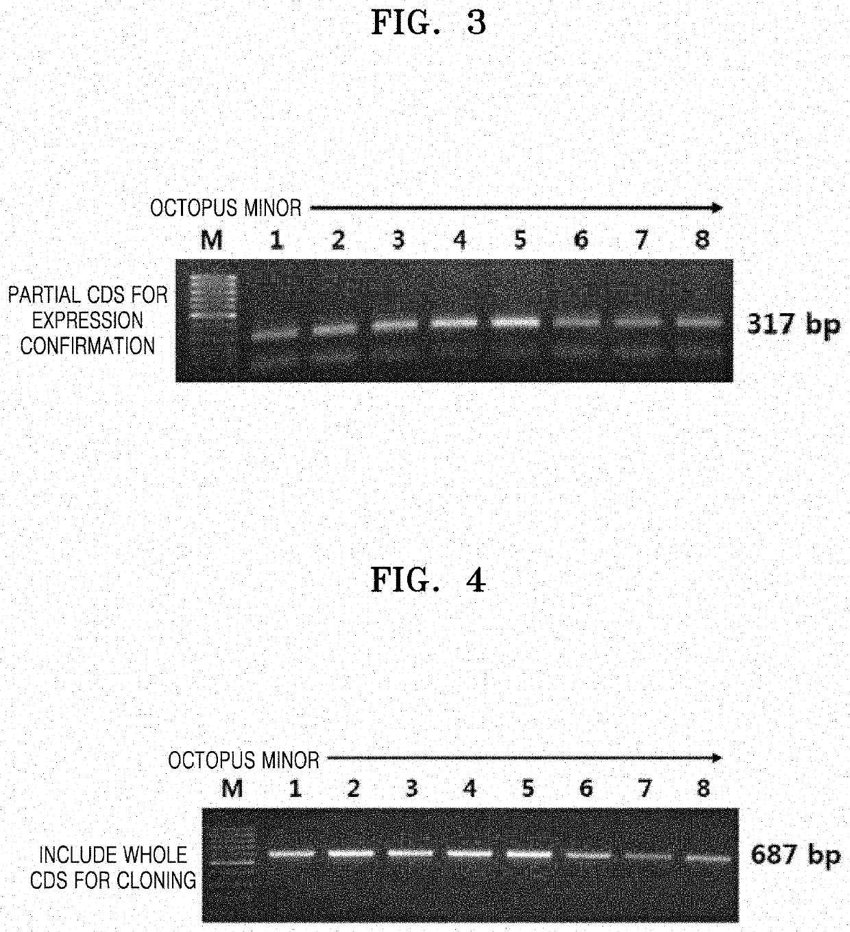 Peptides having octopus octopressin activity and use thereof